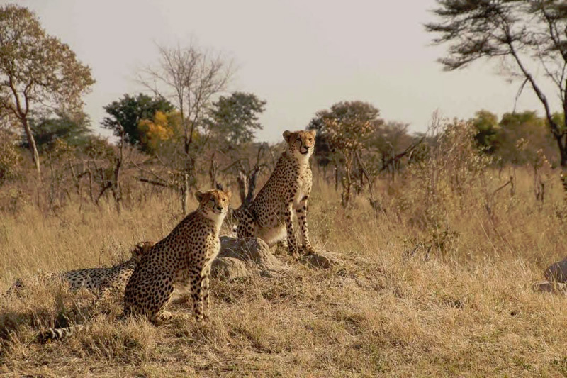 Cheetah in Hwange